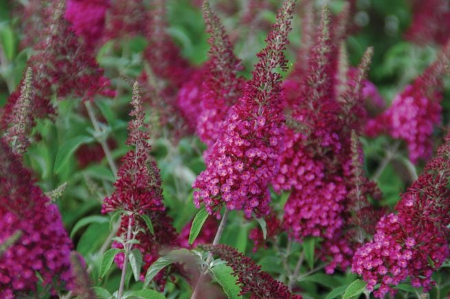 Buddleja CranRazz (CranRazz Butterfly Bush)