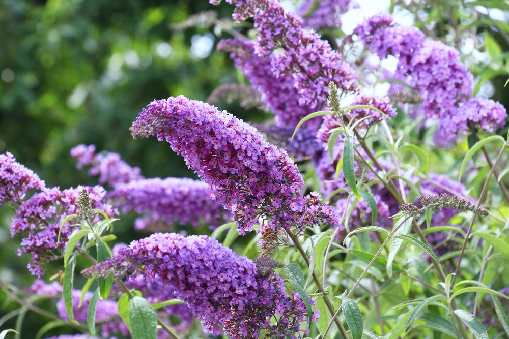 Buddleja davidii 'Joan' (Joan Butterfly Bush)