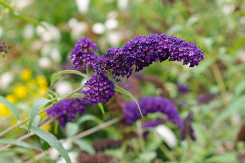 Buddleja davidii ‘Black Knight’ (Butterfly Bush)