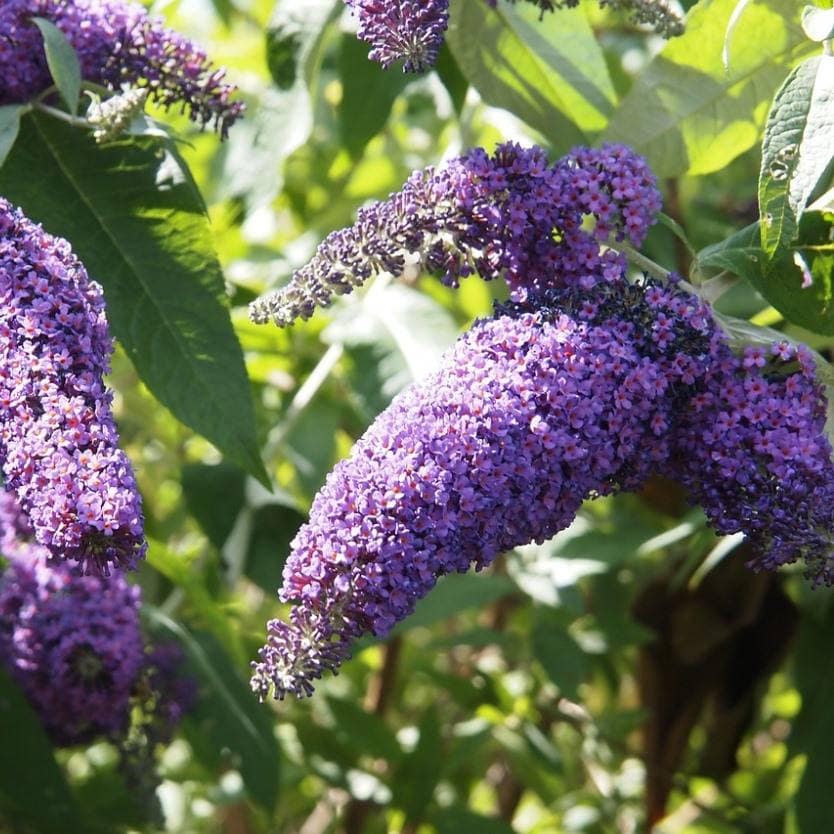 Buddleja davidii 'Joan' (Joan Butterfly Bush)