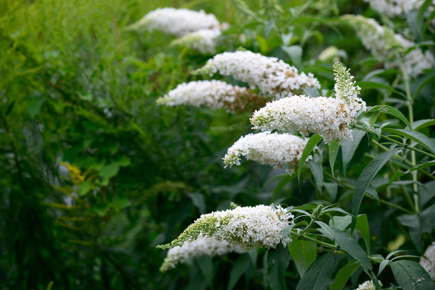 Buddleja Davidii ‘White Bouquet’ (White Bouquet Butterfly Bush)