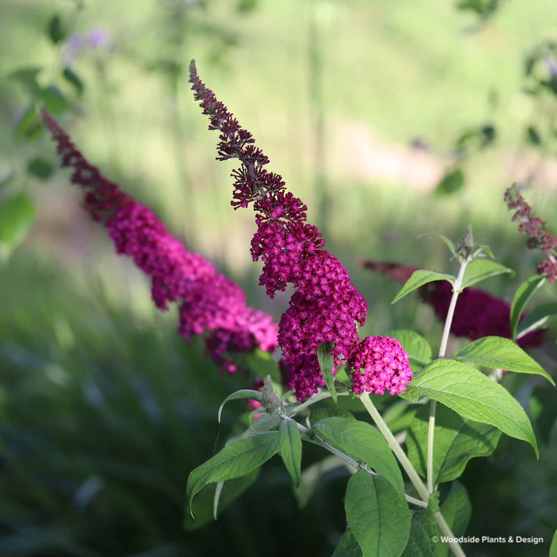 Buddleja Davidii ‘Cran Razz’ (Cran Razz Butterfly Bush)