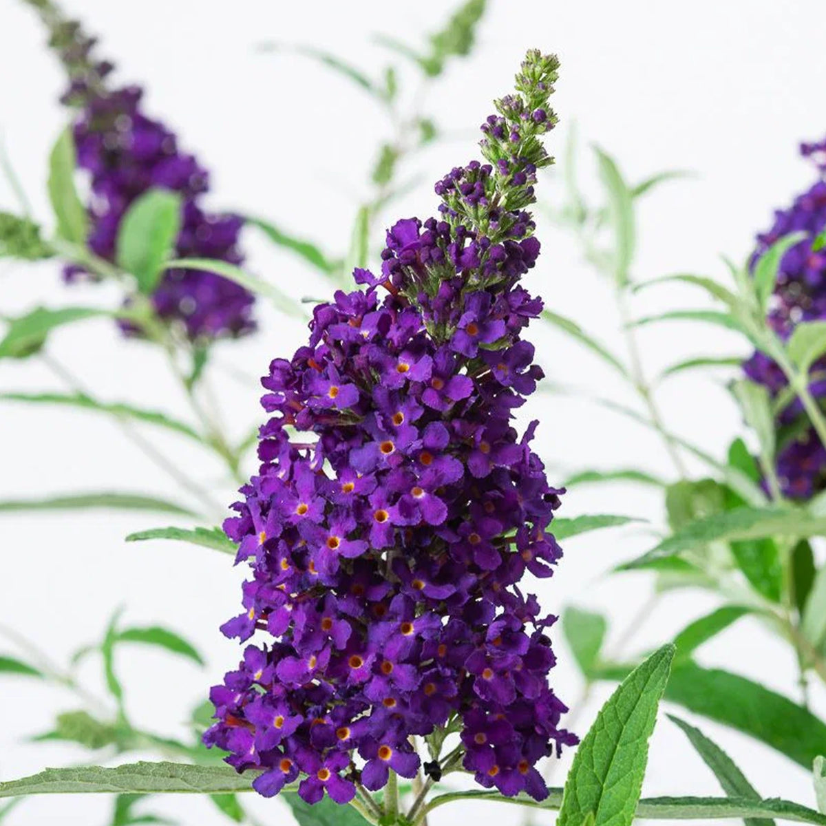 Buddleja Davidii 'Buzz™ Midnight' (Midnight Butterfly Bush)