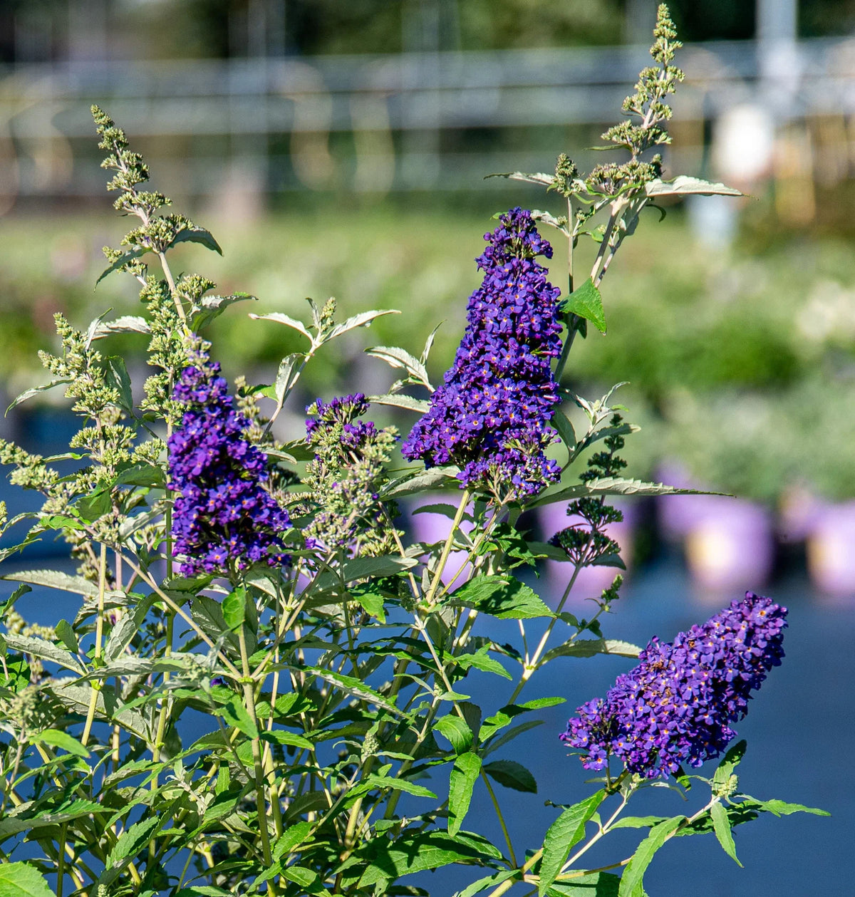 Buddleja Davidii 'Buzz™ Midnight' (Midnight Butterfly Bush)