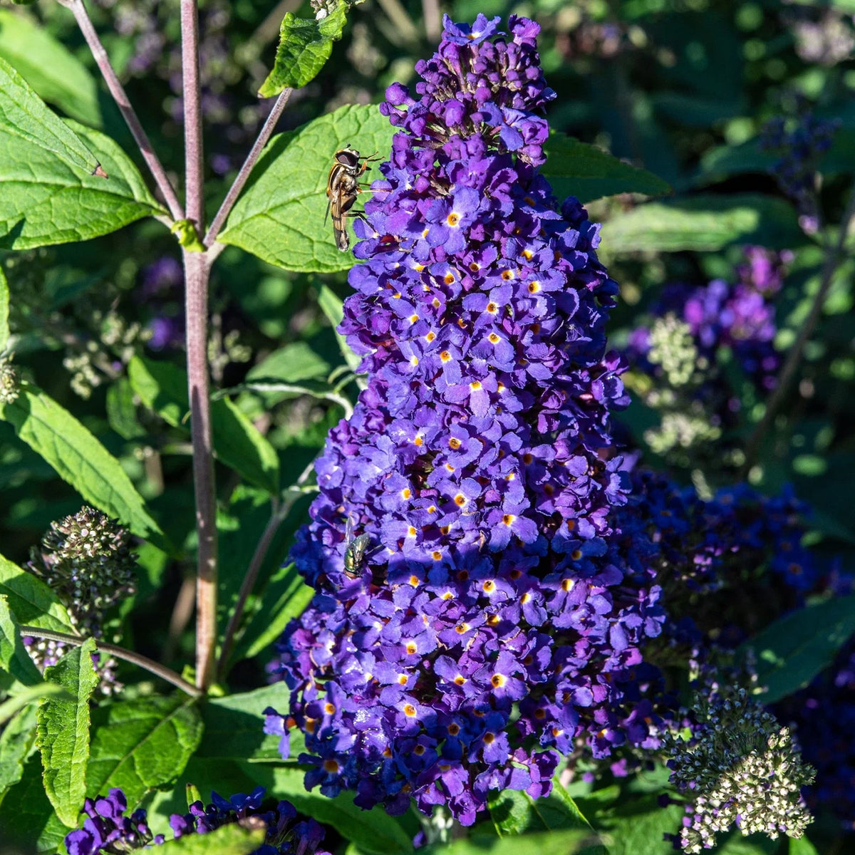 Buddleja Davidii 'Buzz™ Midnight' (Midnight Butterfly Bush)