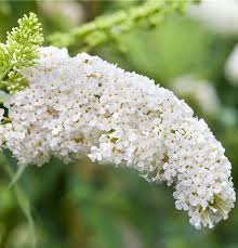 Buddleja Davidii ‘White Bouquet’ (White Bouquet Butterfly Bush)