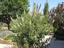 Buddleja Davidii ‘White Bouquet’ (White Bouquet Butterfly Bush)