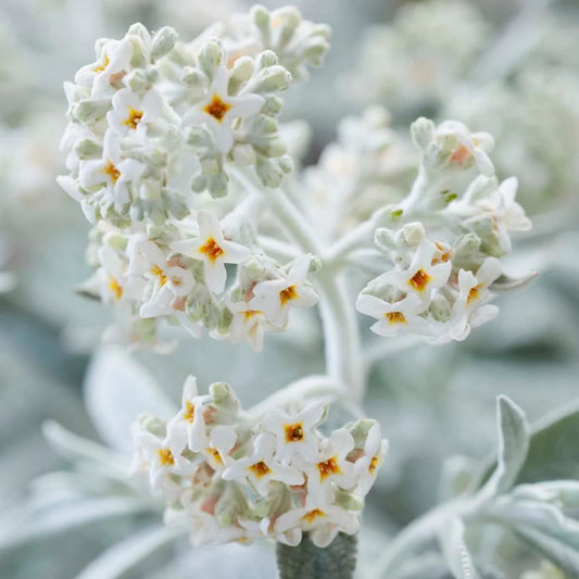 Buddleja ‘Silver Anniversary’ (Silver Anniversary Butterfly Bush)