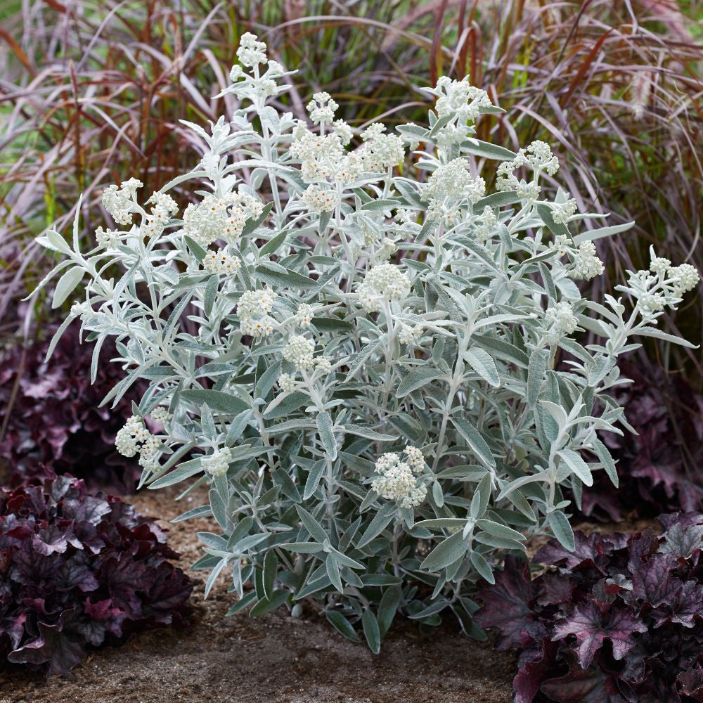 Buddleja ‘Silver Anniversary’ (Silver Anniversary Butterfly Bush)