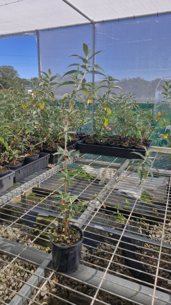 Buddleja Davidii ‘Black Knight’ (Butterfly Bush)