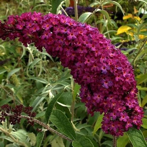 Buddleja Davidii ‘Royal Red’ (Royal Red Butterfly Bush)