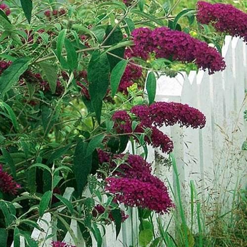 Buddleja Davidii ‘Royal Red’ (Royal Red Butterfly Bush)