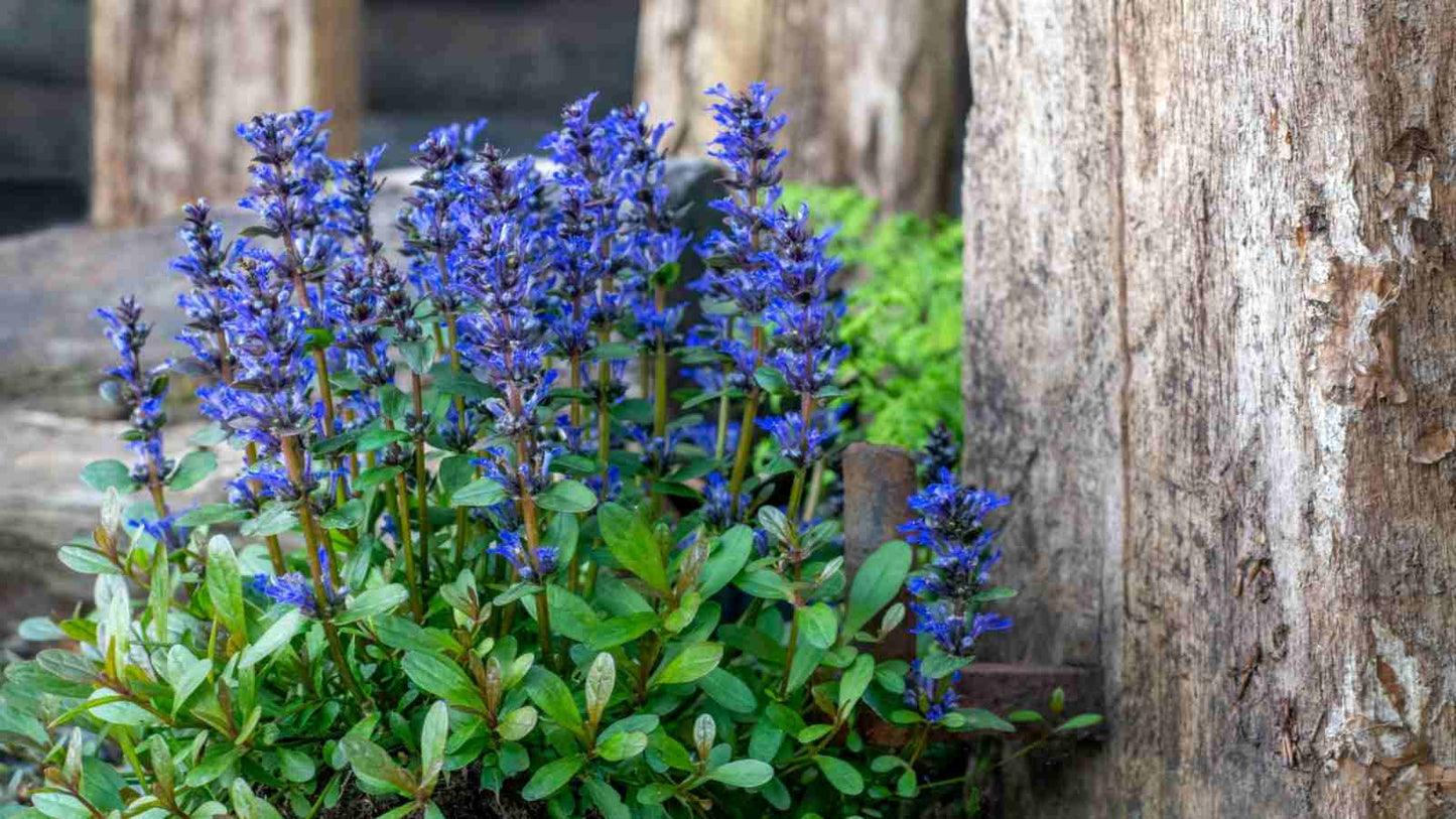 Ajuga Tuff N Tidy (Carpet Bugle)