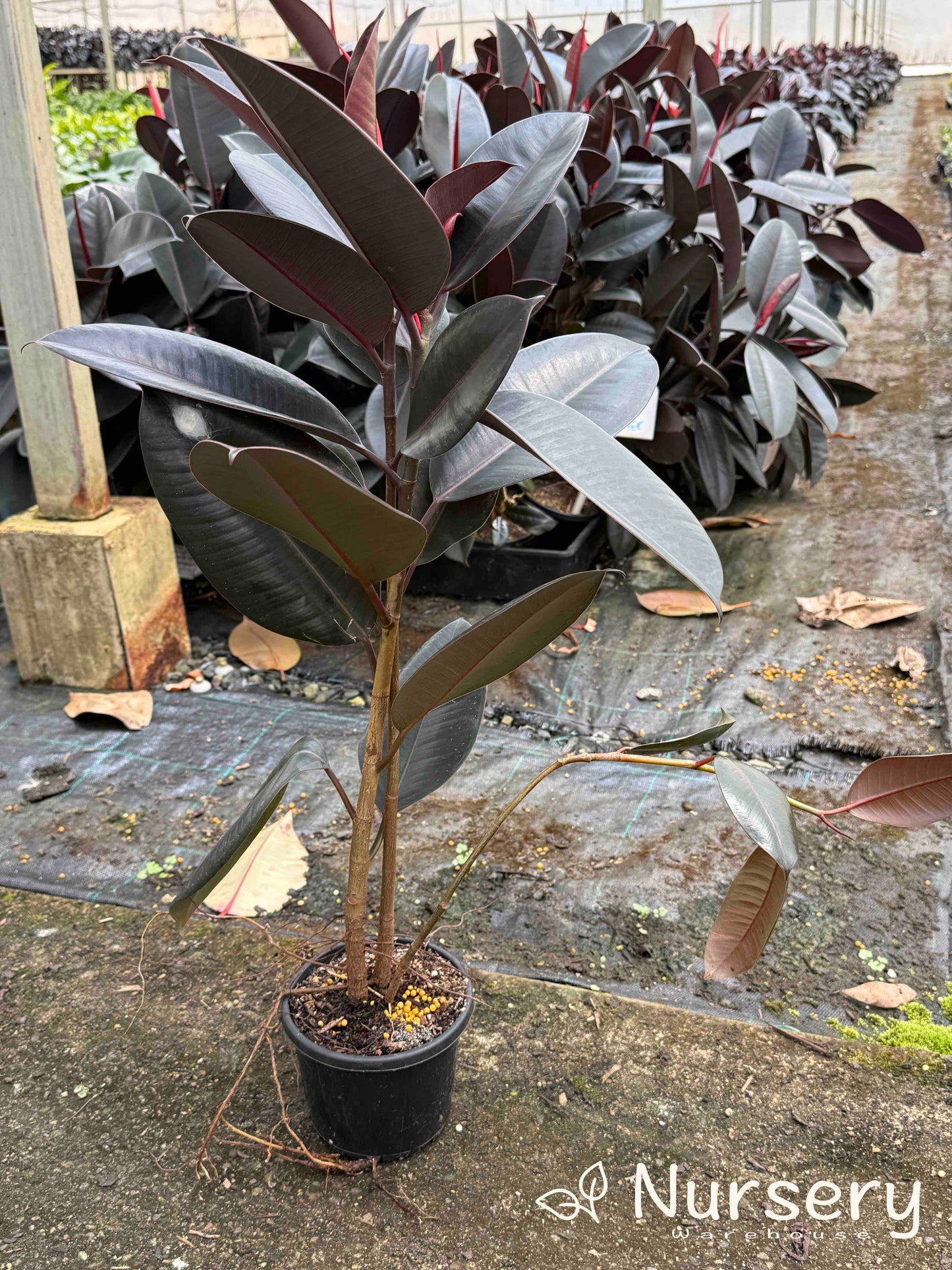 Ficus Elastica Burgundy (Indian Rubber Tree | overgrown)