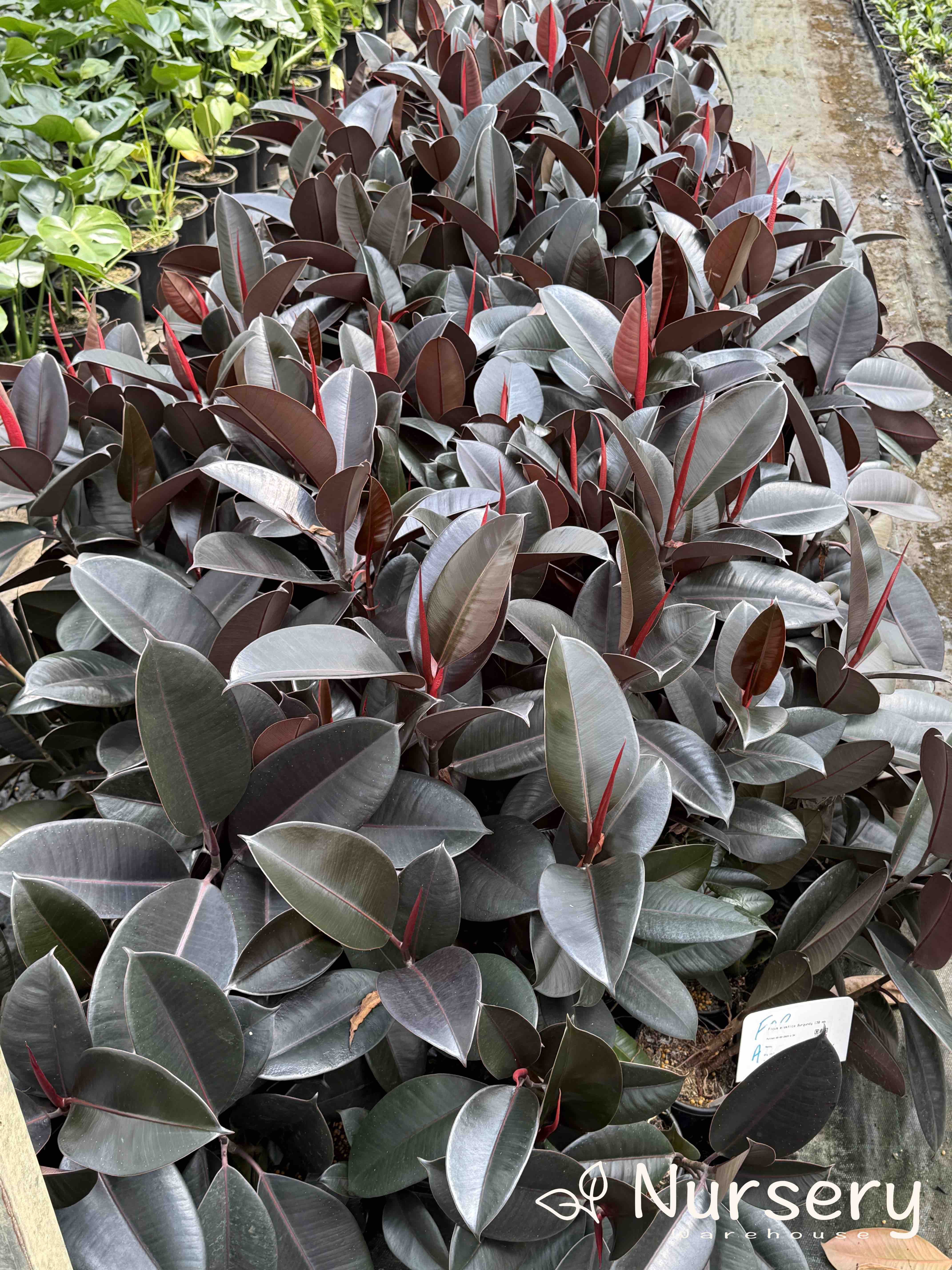 Ficus Elastica Burgundy (Indian Rubber Tree | overgrown)
