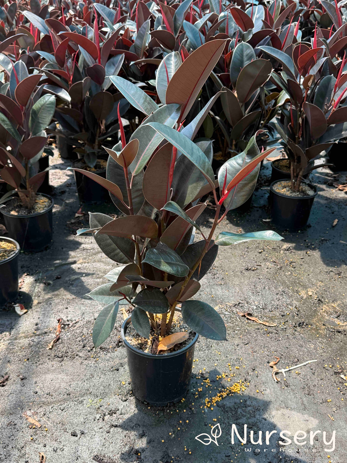 Ficus Elastica Burgundy (Indian Rubber Tree)