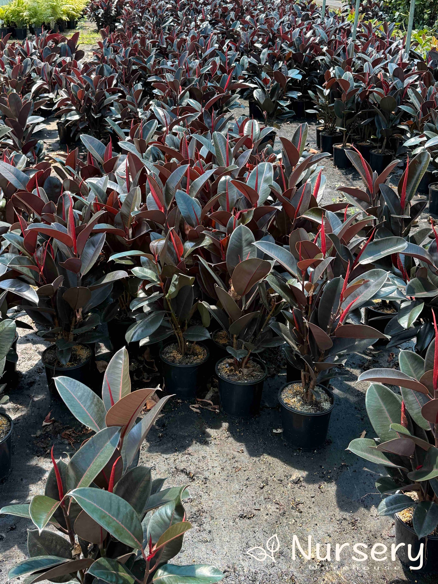 Ficus Elastica Burgundy (Indian Rubber Tree)