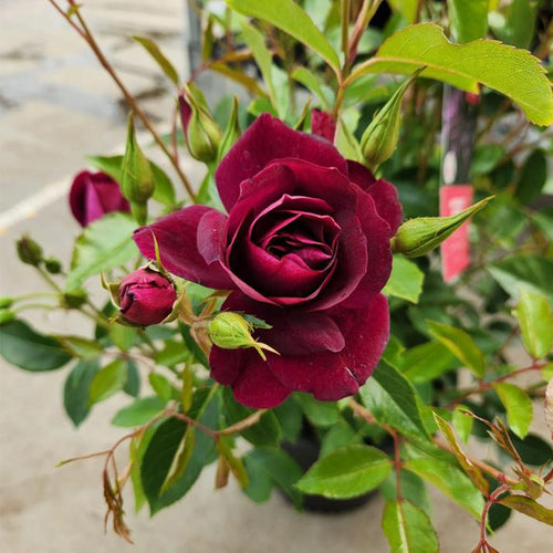 Rosa ‘Burgundy Iceberg’ (Burgundy Iceberg Rose)