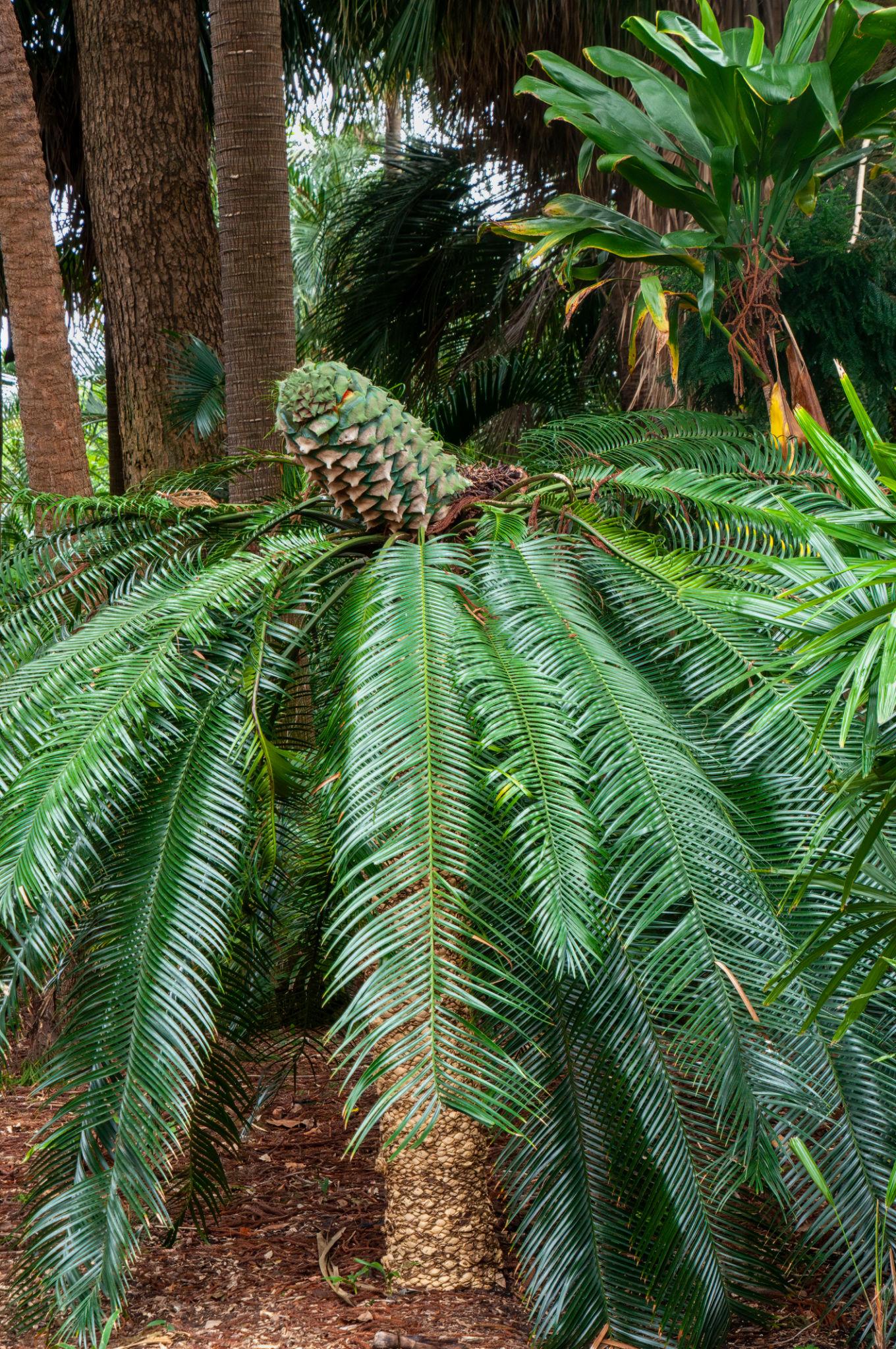 Burrawang Palm (Lepidozamia peroffskyana)