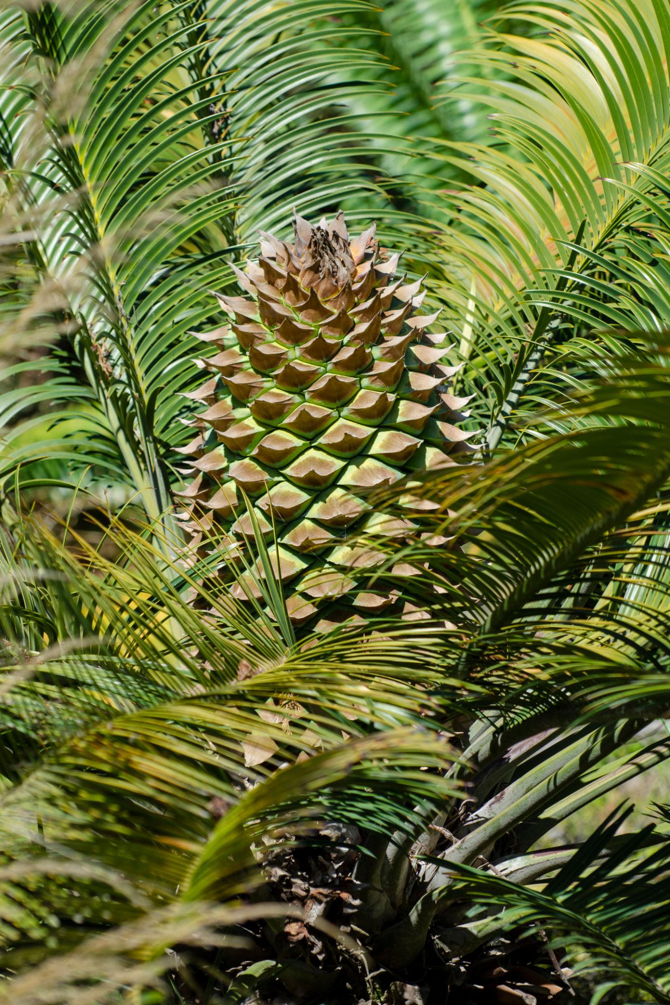 Burrawang Palm (Lepidozamia peroffskyana)