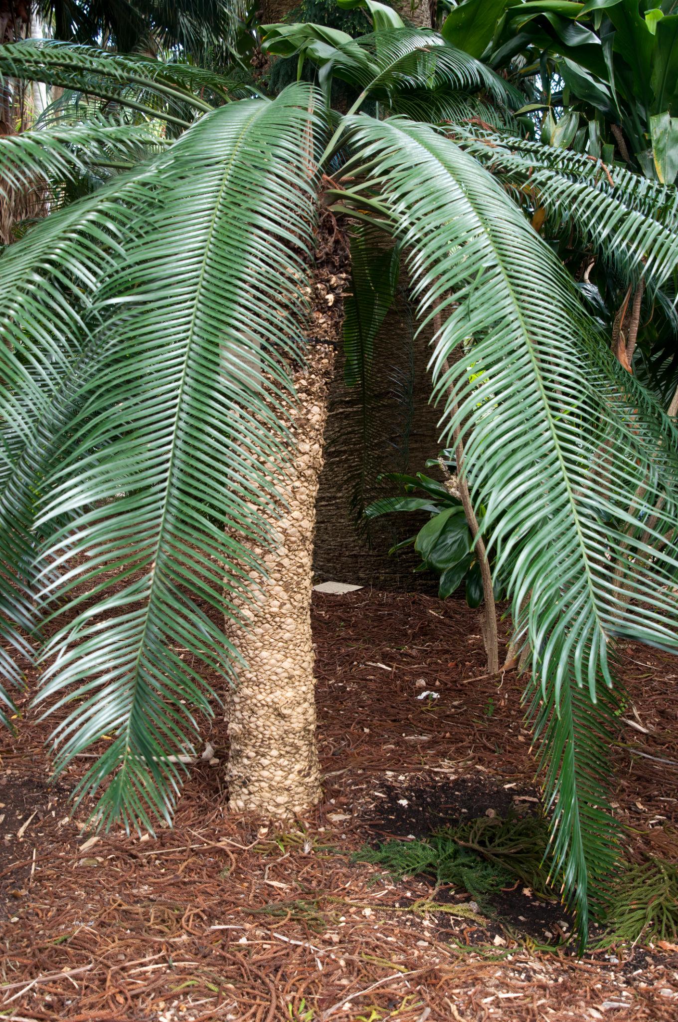 Burrawang Palm (Lepidozamia peroffskyana)