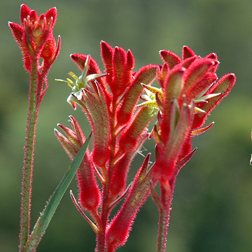 Anigozanthos 'Elegance' (Elegance Kangaroo Paw)