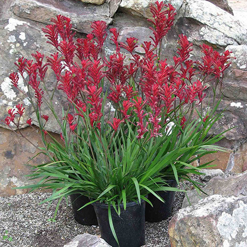 Anigozanthos 'Elegance' (Elegance Kangaroo Paw)