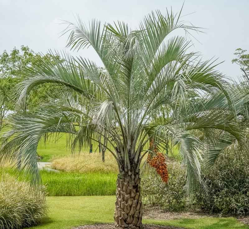 Butia Capitata (Jelly Palm / Pindo Palm)