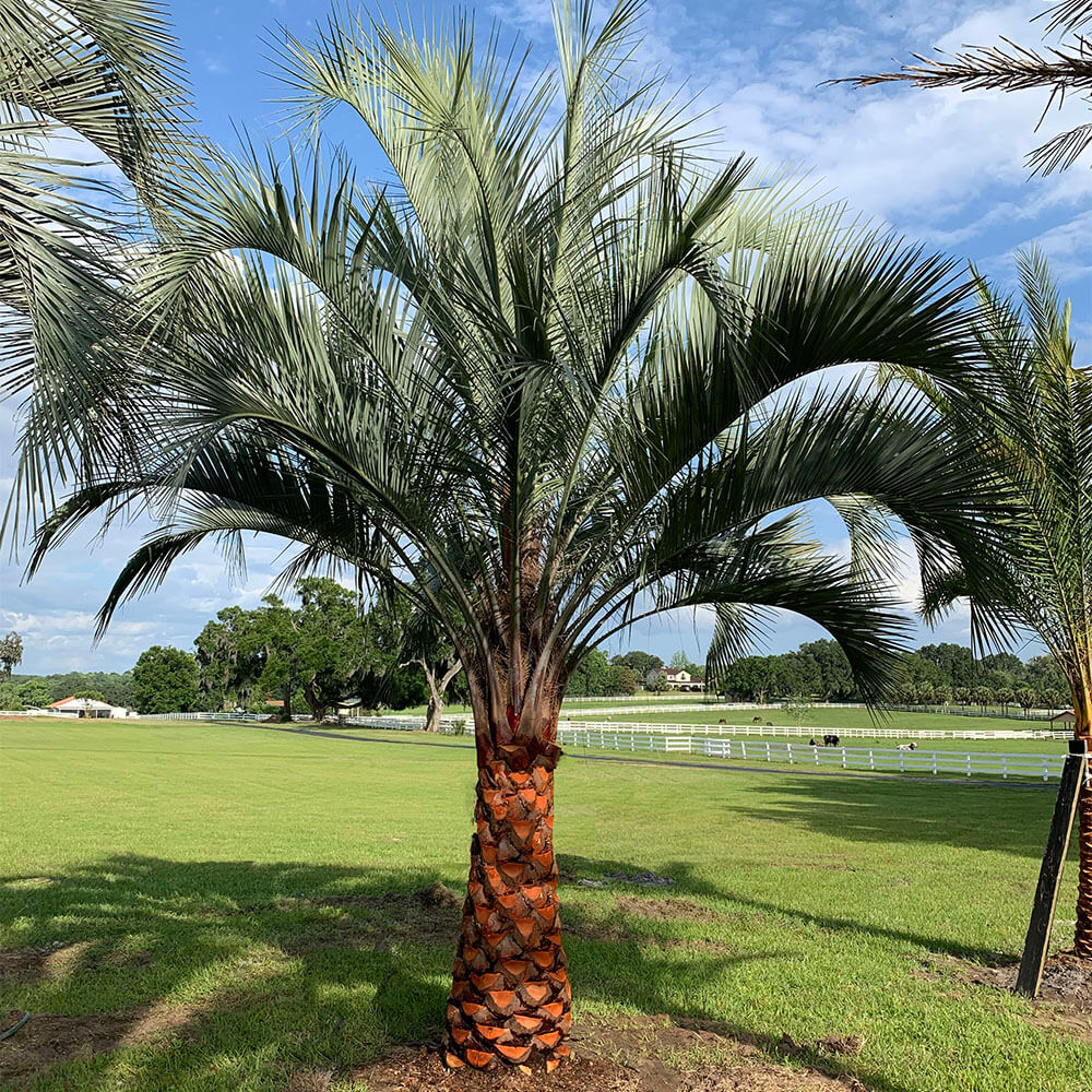 Butia Capitata (Jelly Palm / Pindo Palm)