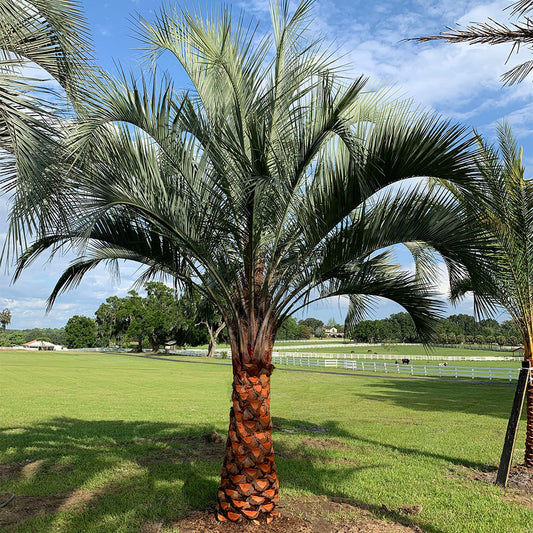 Butia Capitata (Jelly Palm / Pindo Palm)