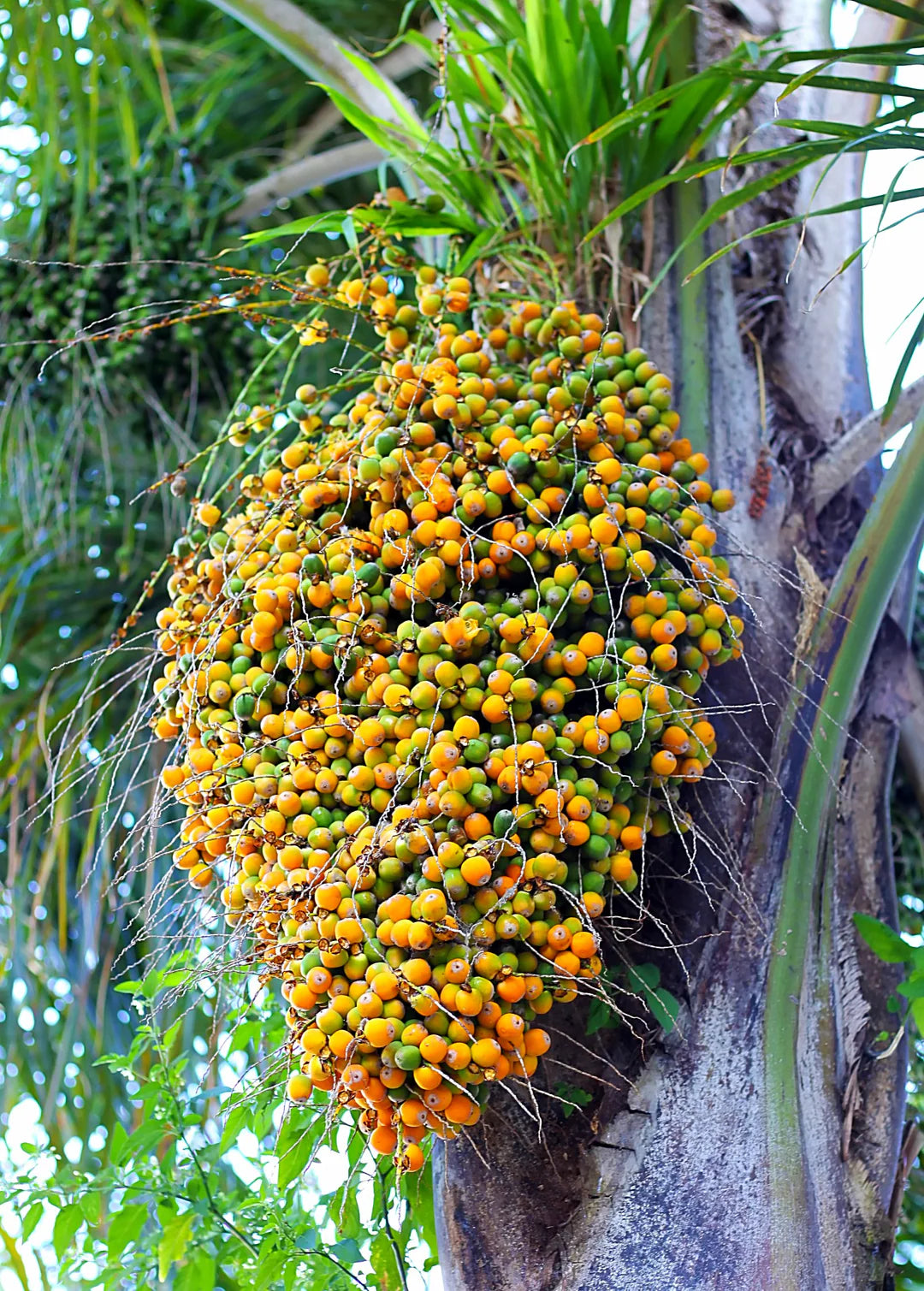 Butia Capitata (Jelly Palm / Pindo Palm)