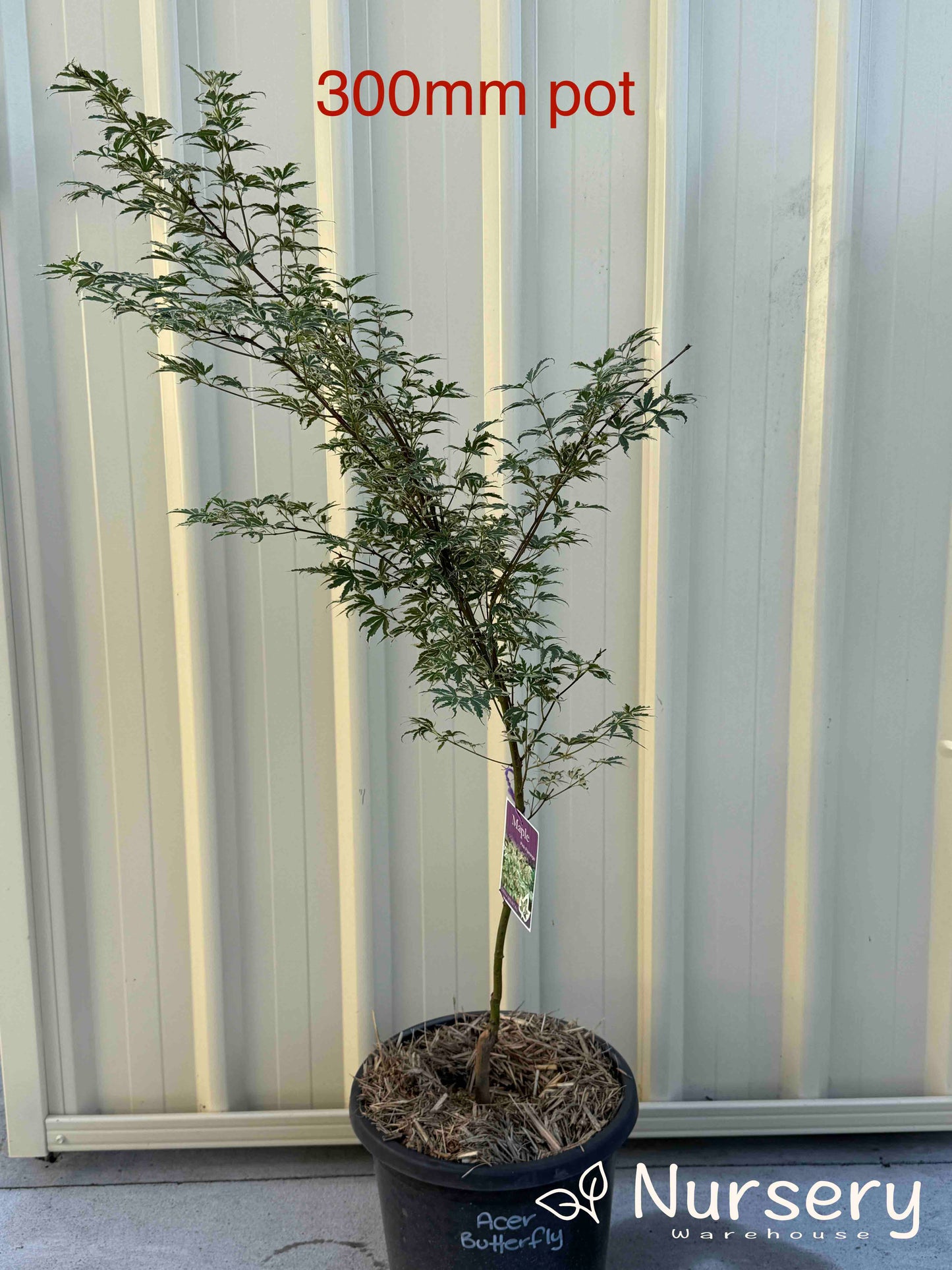 Acer Palmatum 'Butterfly' (upright)