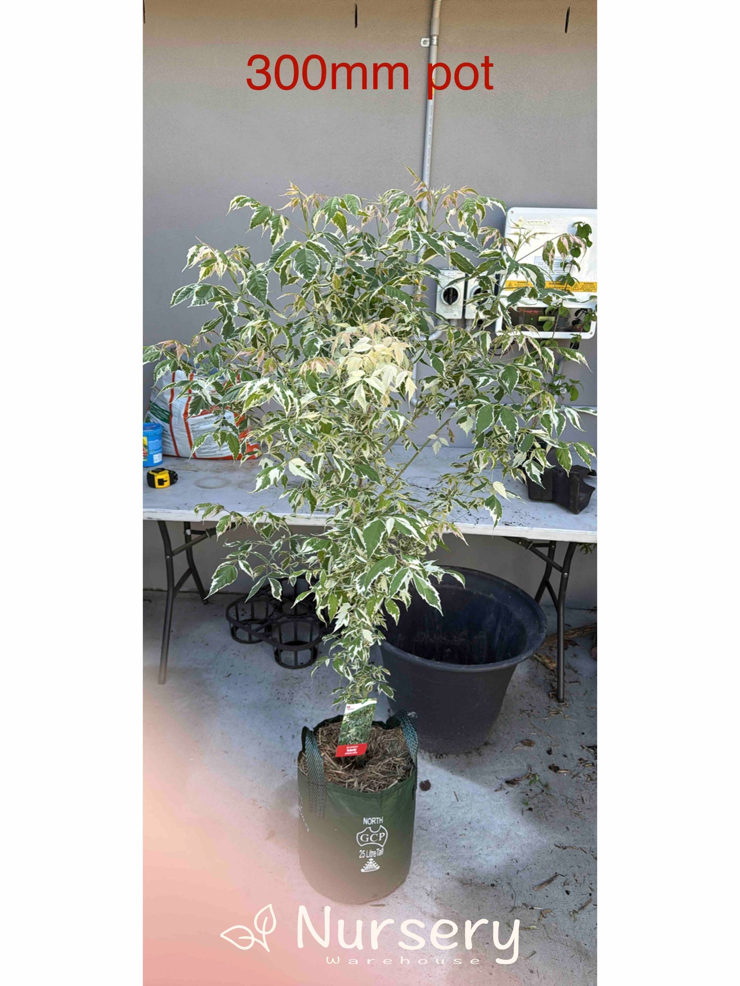 Acer Negundo 'Pink Flamingo' (upright)