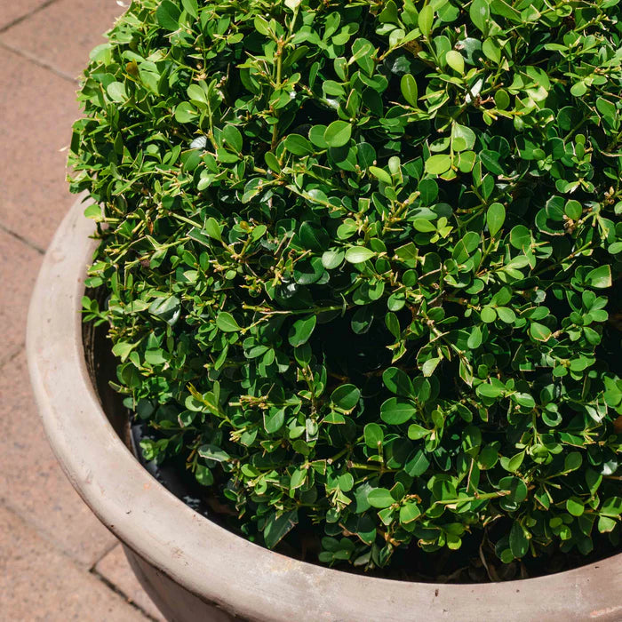 Buxus microphylla japonica (Japanese Box Topiary Cones)