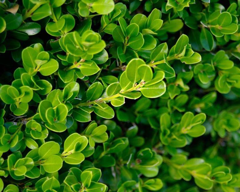 Buxus Sempervirens (English Box)