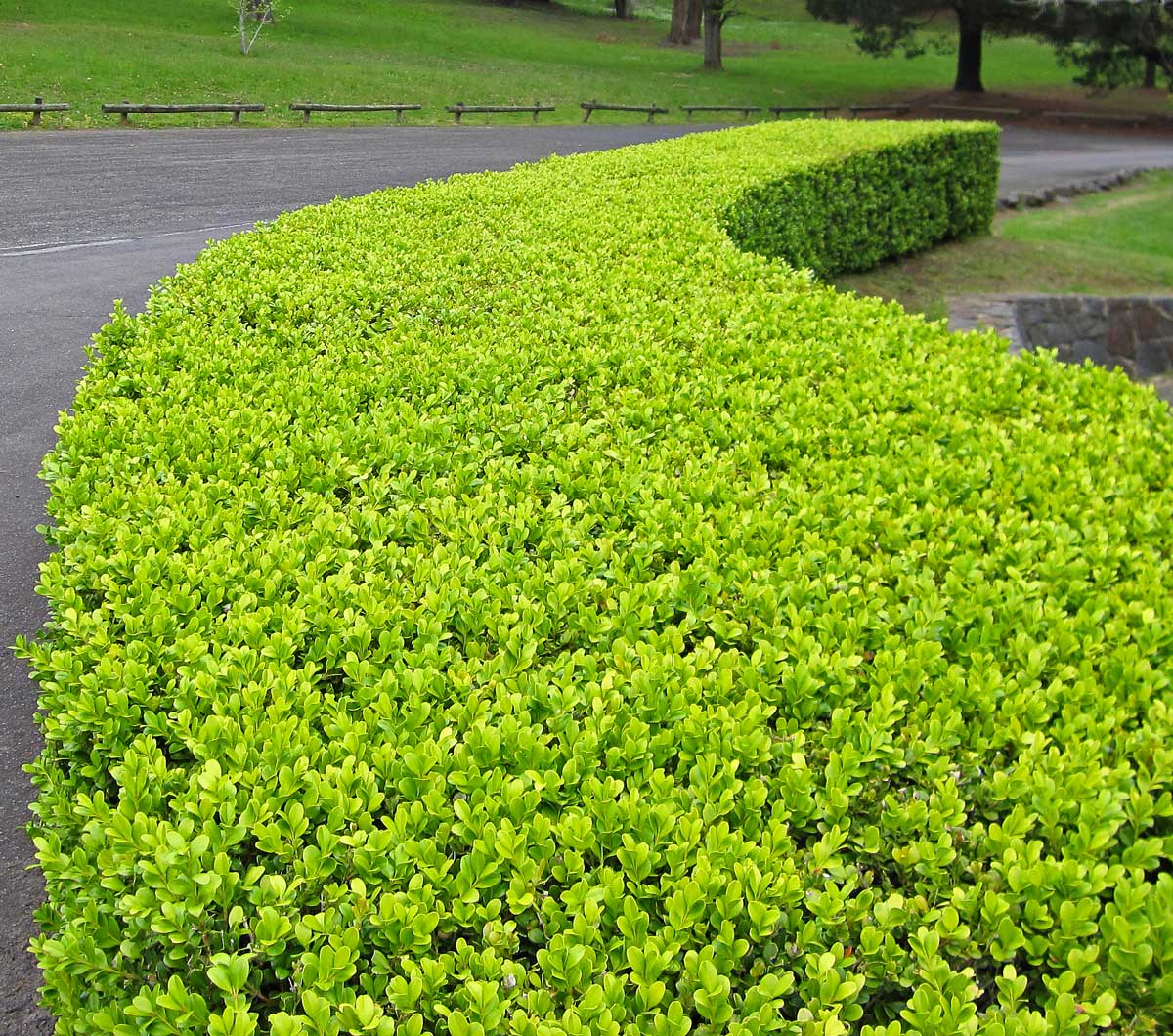 Row of mature Japanese Boxwood plants forming a dense hedge, providing structured elegance to the landscape.