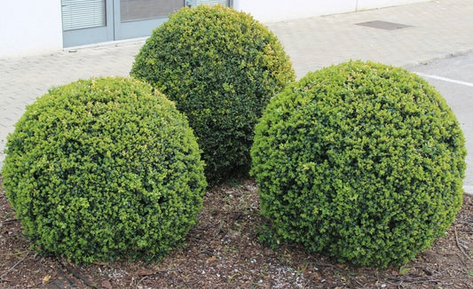 Buxus Sempervirens (English Box Topiary Bollards)