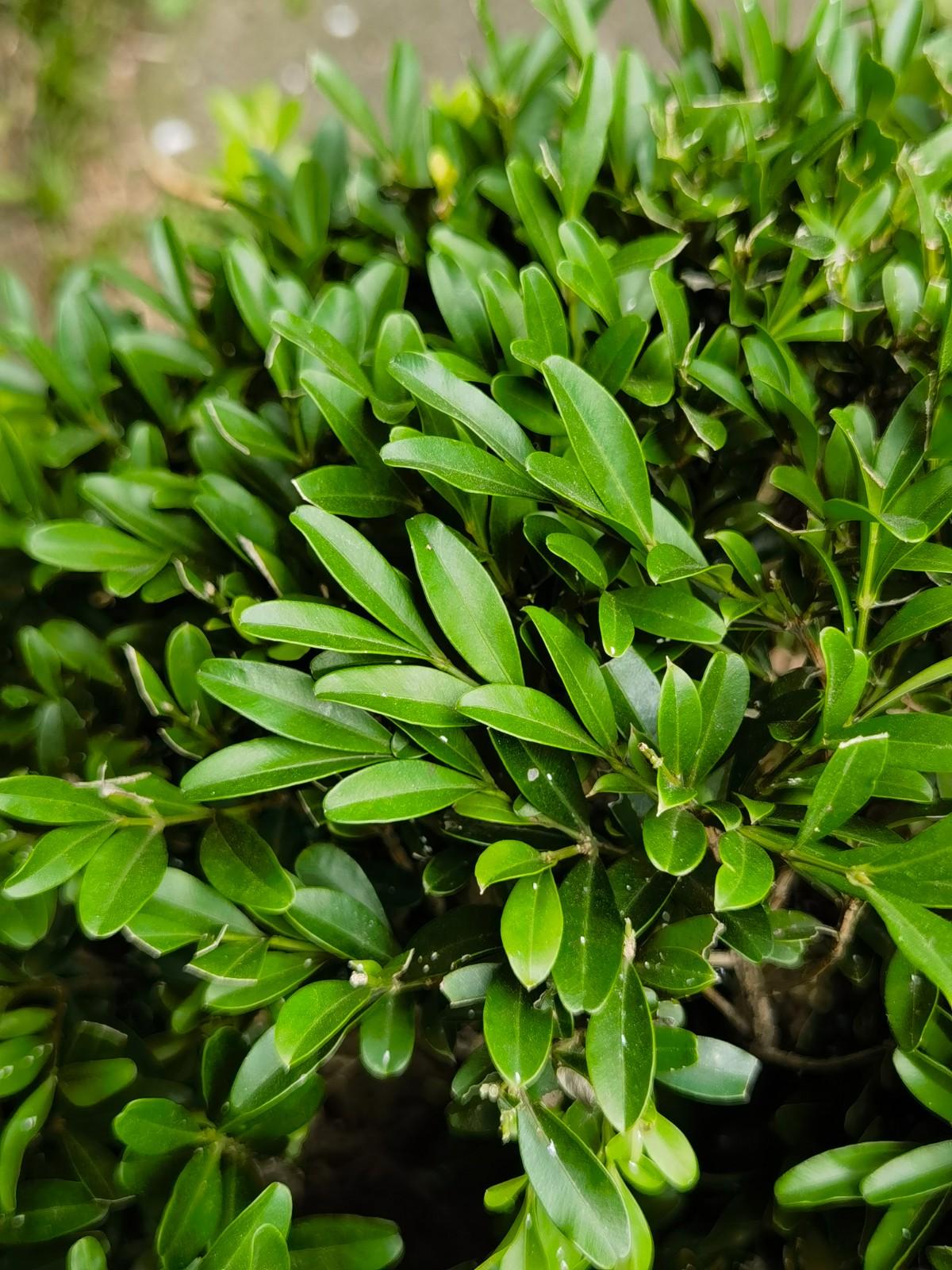 Buxus Bodinieri (Shaggy Box Topiary Ball)