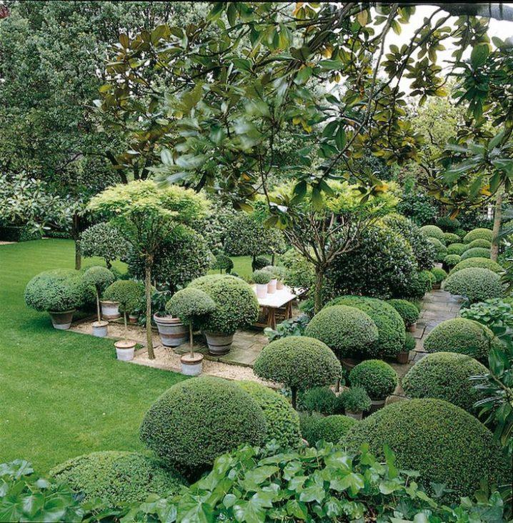 Buxus Bodinieri (Shaggy Box Topiary Ball)