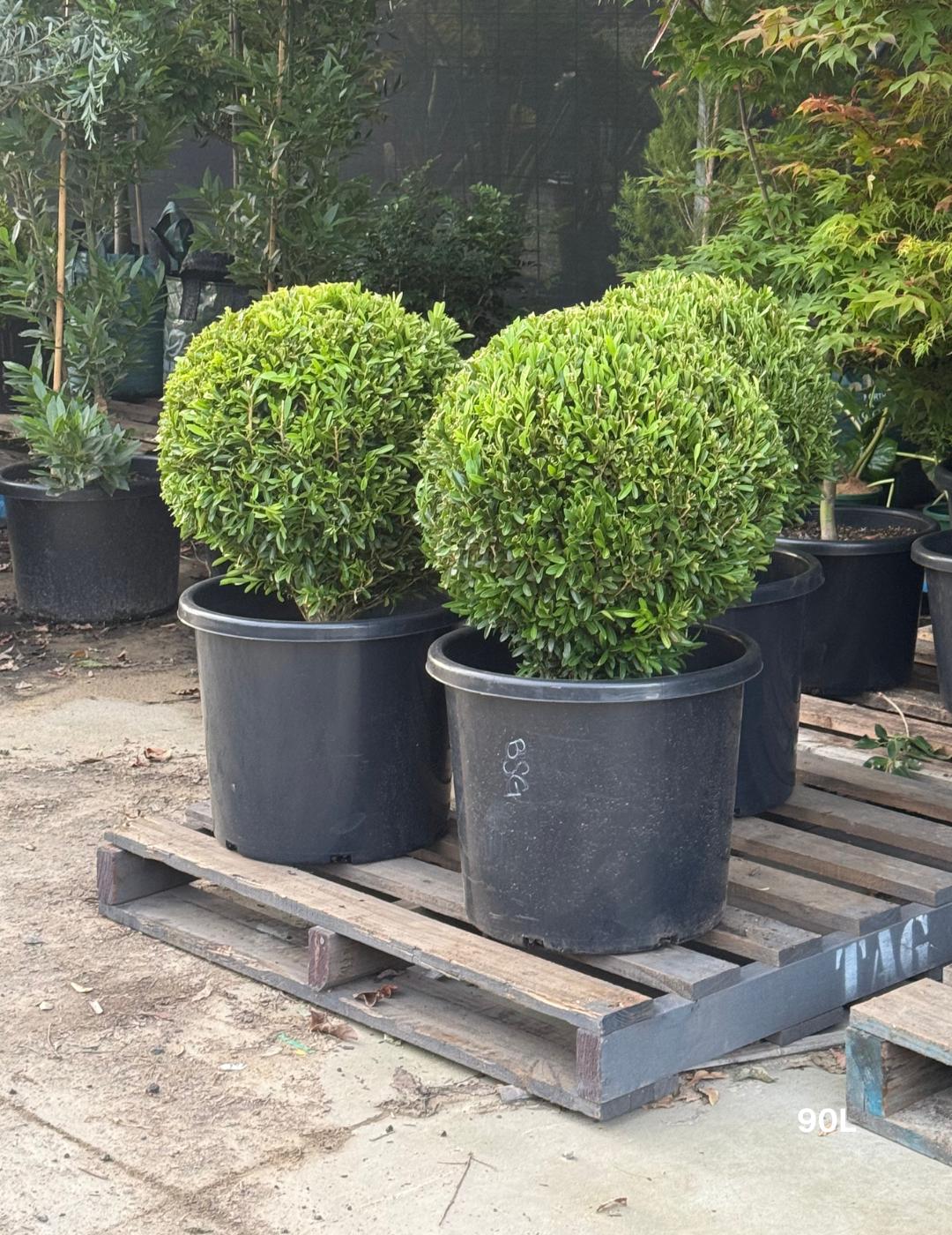 Buxus Bodinieri (Shaggy Box Topiary Ball)