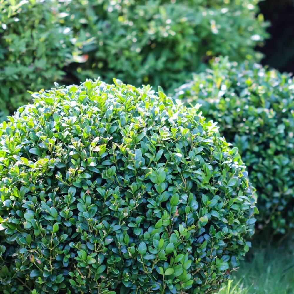 Buxus Bodinieri (Shaggy Box Topiary Ball)