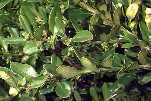 Buxus Microphylla Microphylla (Littleleaf Boxwood)
