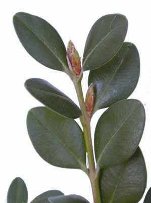 Buxus Microphylla Microphylla (Littleleaf Boxwood)