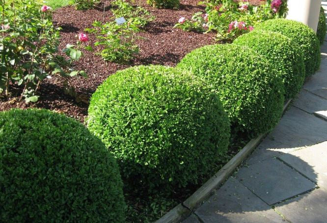 Buxus Microphylla var. Microphylla (Small-Leaved Box)