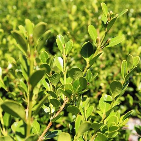Buxus Microphylla var. Microphylla (Small-Leaved Box)