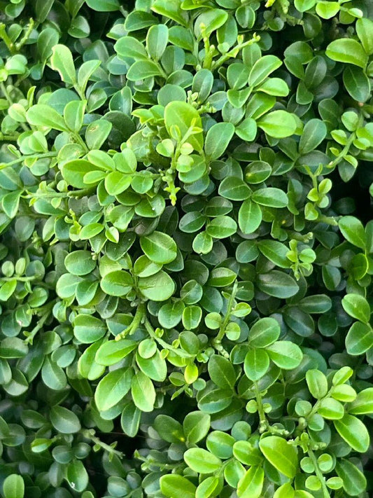 Buxus Microphylla var. Microphylla (Small-Leaved Box)