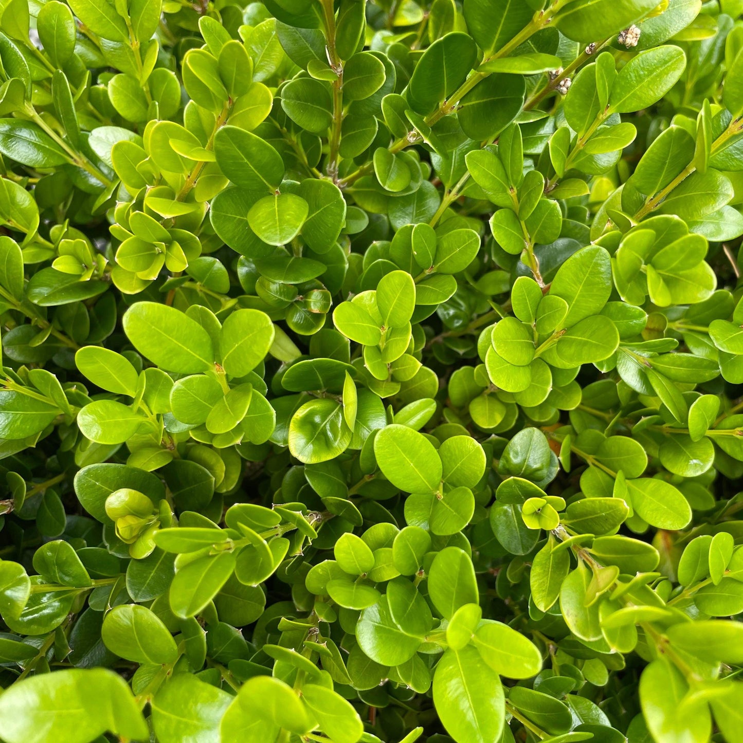 Buxus Microphylla ‘Faulkner’ (Faulkner Japanese Box Topiary Balls)