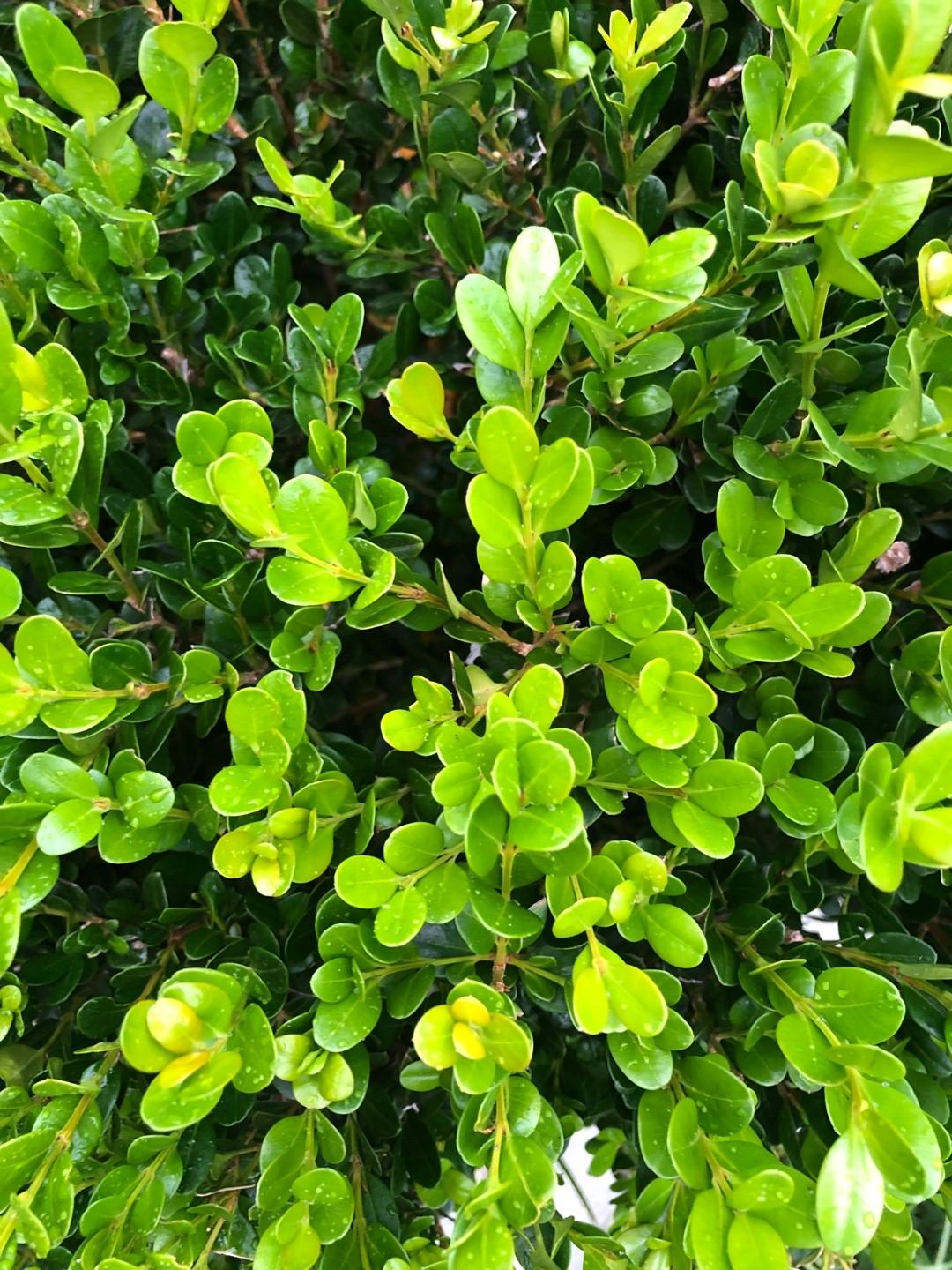 Buxus Microphylla ‘Faulkner’ (Faulkner Japanese Box Topiary Balls)