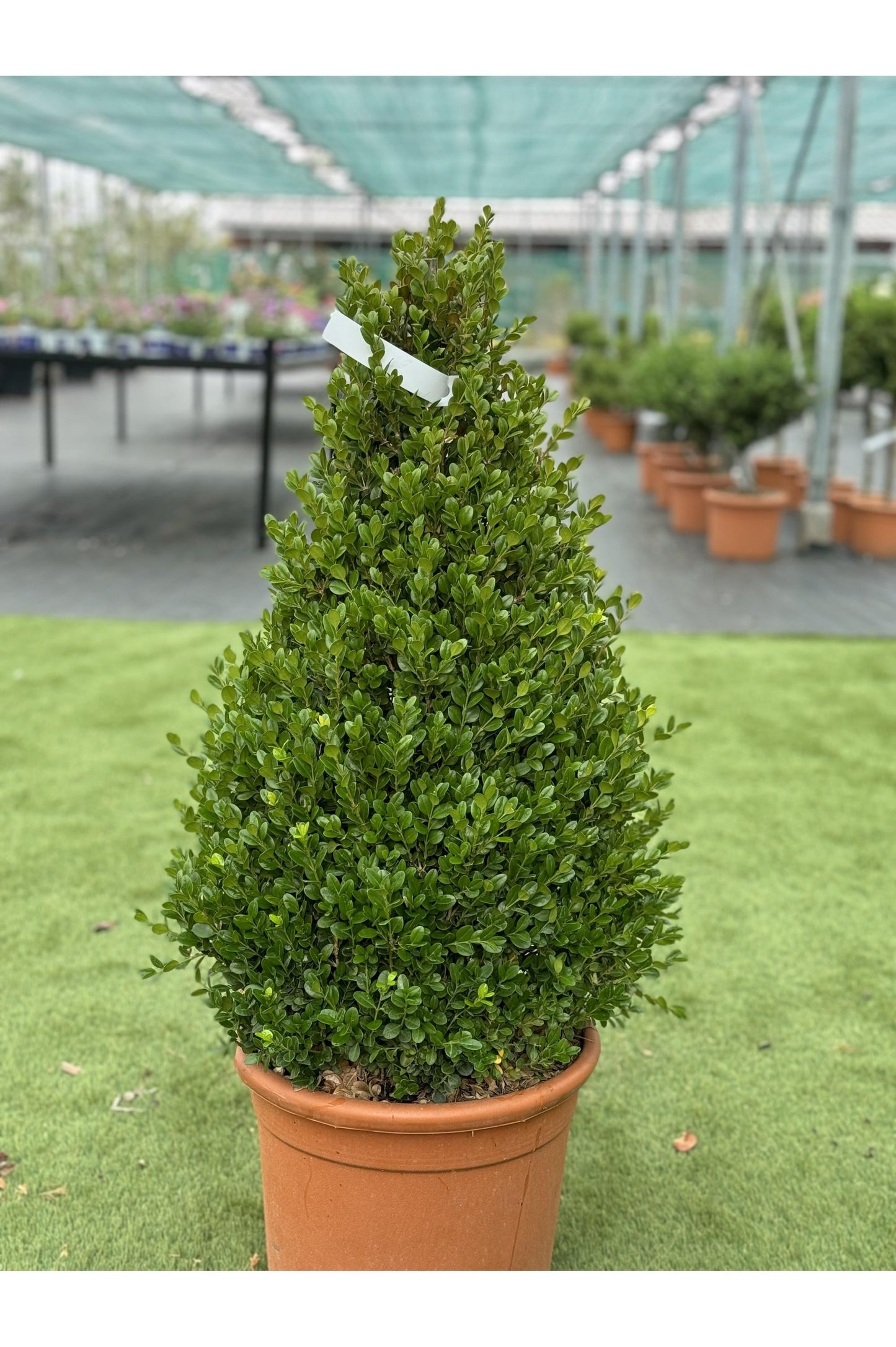 Buxus Microphylla ‘Faulkner’ (Faulkner Japanese Box Topiary Cones)