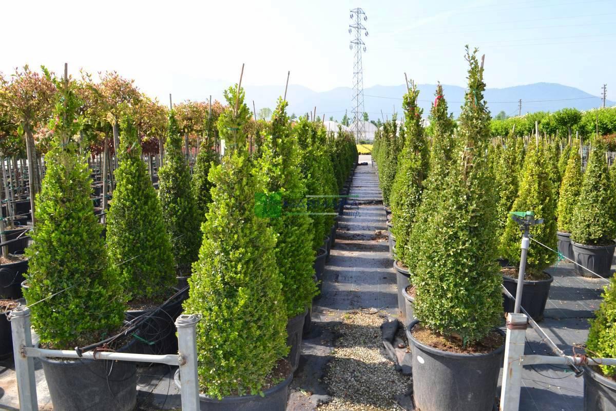 Buxus Microphylla ‘Faulkner’ (Faulkner Japanese Box Topiary Cones)